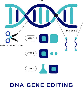 CRISPR Cas9 Gene Editing Vector Diagram, Biotechnology DNA Modification and Genetic Engineering Infographic