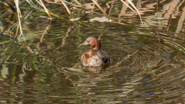 Little Grebe (Tachybaptus ruficollis) Swimming in Wetland