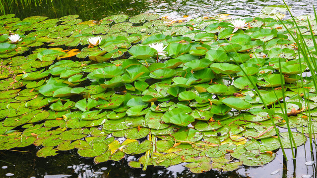 Filling a decorative pond with fresh water the city center, a blooming water world, lush grass, water lilies.