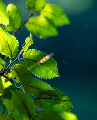 feuille de charme dans la douce lumière d'un après midi ou apparaissent les fils tendus d'une toile d'araignée © Sitskymi