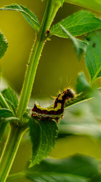 chenille du papillon acronicta cuspis zizgaguant sur une branche