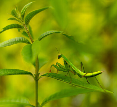 Jeune mante religieuse sur un pied de menthe verte