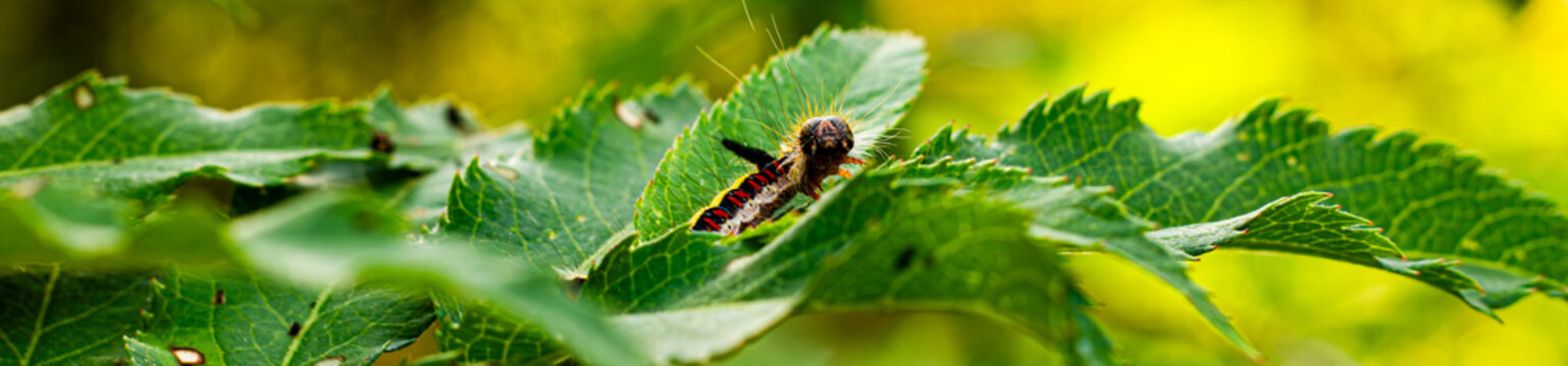 chenille du papillon acronicta cuspis pos&eacute; sur une feuille nous fixant