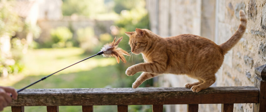 A ginger tabby cat plays with a feather teaser toy on a wooden balcony railing, outdoors in a sunlit setting.
