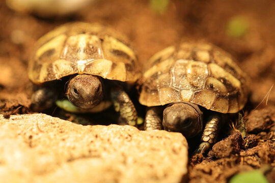Hermann's tortoise  (Testudo hermanni boettgeri)