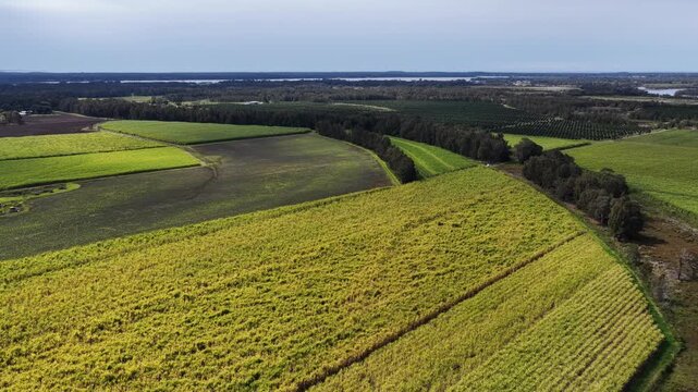 Drone footage capturing farmland on Palmers Island, Yamba, in warm sunset light.