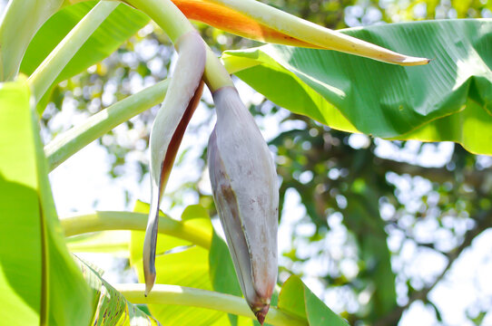 Banana blossom or banana seed or banana plant, banana tree in the orchard