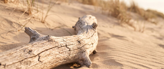Fototapeta premium A weathered driftwood piece lies on a sandy coastal dune, with sparse dry grass around under soft natural light.