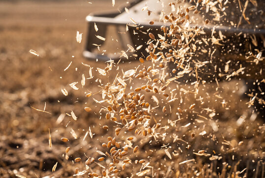 Chaff separation close-up showing grain and chaff suspended in air photograph