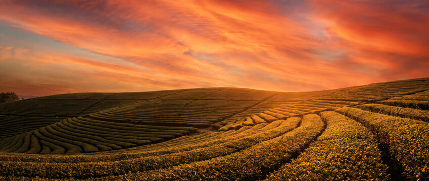Curved terraced crop fields stretch across rolling hills, bathed in the warm glow of a vibrant sunset sky with streaky colored clouds.
