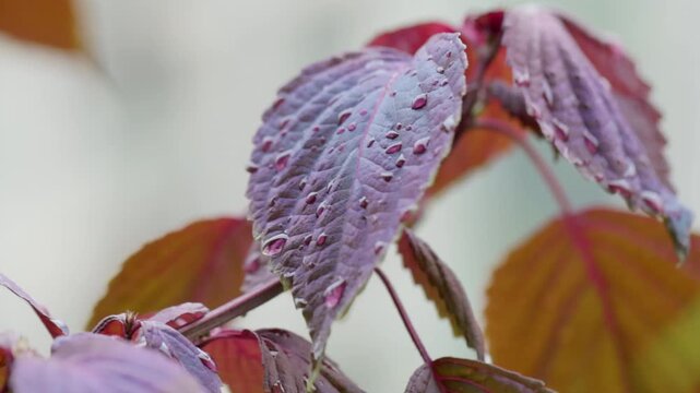 Purple perilla leaves covered with fresh water droplets in natural light