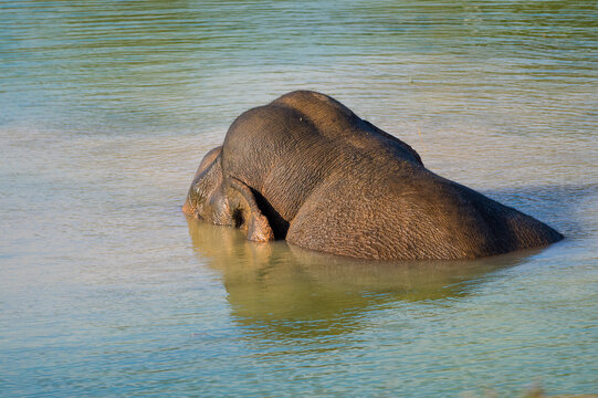 Elephants are the largest land animals, possessing long trunks, large ears, big legs, and thick yet delicate skin. Their trunks are used for breathing and for grasping food.