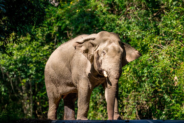 Obraz premium Elephants are the largest land animals, possessing long trunks, large ears, big legs, and thick yet delicate skin. Their trunks are used for breathing and for grasping food.
