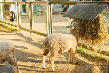 Sheep standing beside a hay feeder in a farm enclosure, domestic livestock animal with thick wool, rural farming and agriculture concept. © Golodykalen