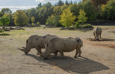 Three white rhinoceroses walking and grazing in a naturalistic zoo enclosure on a sunny day, surrounded by trees, rocks and grass. Wildlife conservation and endangered animal concept © Golodykalen