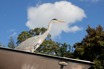 Grey heron standing on a rooftop against blue sky and white clouds. A beautiful profile portrait of a grey heron (Ardea cinerea) perched outdoors on a metal rooftop.  © Golodykalen
