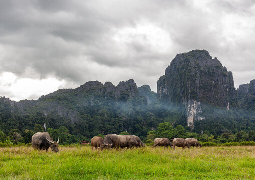 Water buffalos graze in a green pasture with limestone karst mountains rising behind them in Vang Vieng, Laos.