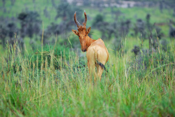 Lelwel Hartebeest Murchison Falls national park, Uganda. Africa © Oleg Znamenskiy