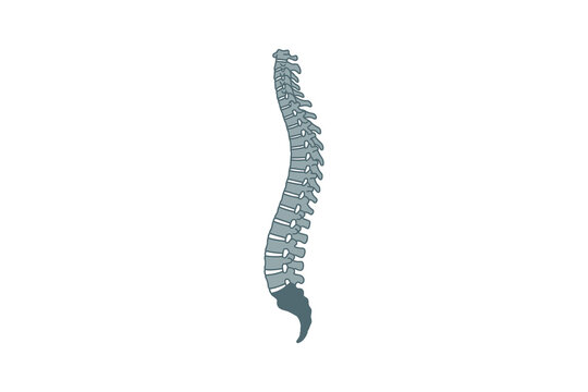 Human Spine Vector Illustration