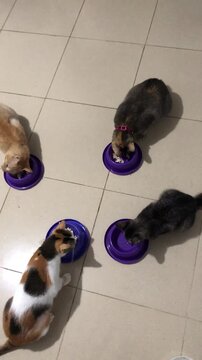 Four different cats eating from individual purple bowls on a tiled floor.