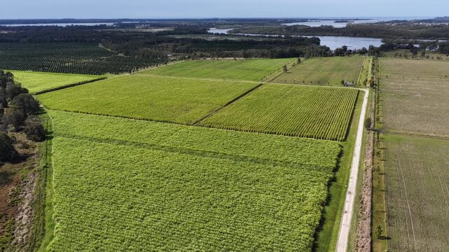 Drone footage capturing farmland on Palmers Island, Yamba, in warm sunset light.
