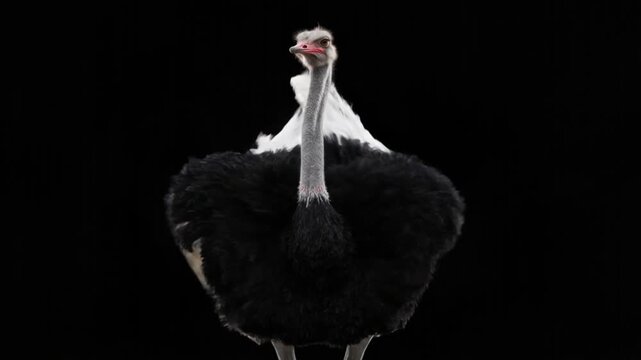 ostrich with open wings close up isolated on black background video