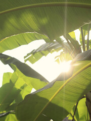 The scorching sun filtered through the banana leaves © Rhaka