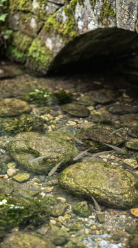 Small freshwater fish swim among moss-covered rocks in a shallow, clear stream beneath a weathered stone arch.