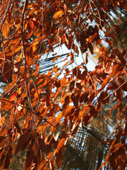 Fototapeta premium A photo of a brown dried leaf during the dry season