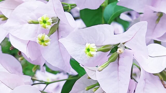 In the bougainvillea, the pink parts often mistaken for petals are actually leaf-like bracts. The true flowers are the small, tubular, yellowish-white organs located at the center of these bracts.