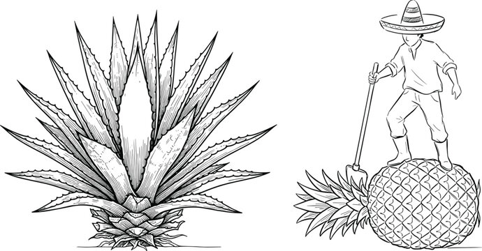 Mexican jimador harvesting blue agave plant for tequila production using traditional coa de jima tool engraving vector