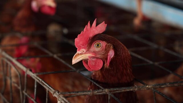 Brown hen chicken in coop cage, livestock farming in poultry house, red comb detail, agricultural egg production industry and country farm concept