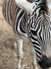 Detailed close-up shot of a zebra standing outdoors with its striking striped pattern clearly visible against a blurred background. © Jelena