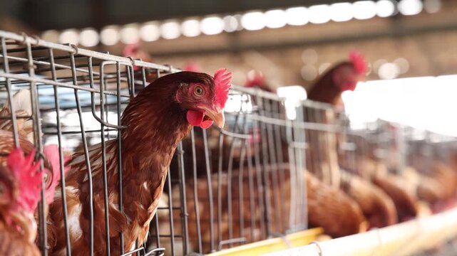 Brown hen chickens in metal cages inside poultry farm house, commercial egg production, livestock farming, agriculture business, animal husbandry, and industrial livestock food production concept