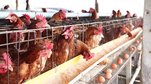 Brown hen chickens in metal cages inside poultry farm house, commercial egg production, livestock farming, agriculture business, animal husbandry, and industrial livestock food production concept