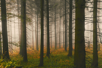 Fototapeta premium Mystical misty pine forest with tall tree trunks and golden sunlight in autumn 