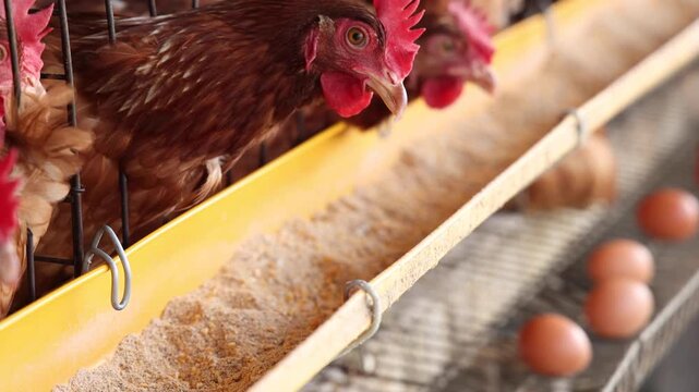 Brown hen chickens in metal cages inside poultry farm house, commercial egg production, livestock farming, agriculture business, animal husbandry, and industrial livestock food production concept