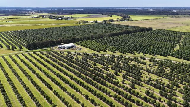 Drone footage flying over rows of macadamia trees at a farm in Yamba, New South Wales, Australia.