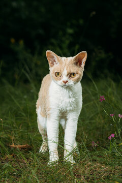 Red-Cream Devon Rex Walking in Grass &ndash; Outdoor Pet Photography with Curly Coat