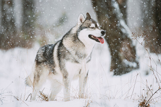 Siberian Husky Dog Walking Outdoor In Snowy Field At Winter Day