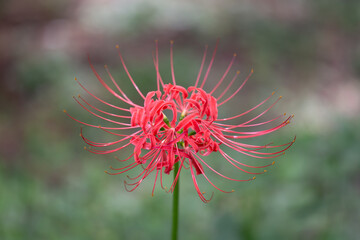 Red spider lily (higanbana) in bloom in Japan.  © Schilo