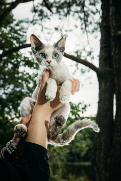 Gray-White Devon Rex Held Up in Hands &ndash; Close-Up Portrait with Forest Water Background