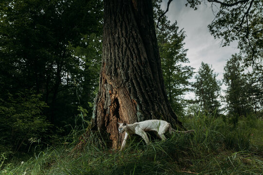 Gray-White Devon Rex in Grass &ndash; Alert Outdoor Portrait with Green Forest Background