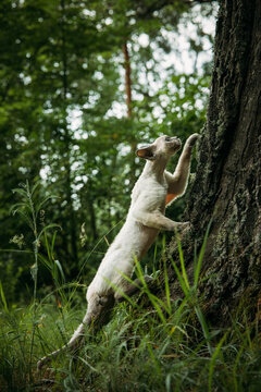 White Devon Rex Exploring Tree Trunk &ndash; Natural Forest Setting with Grass Environment