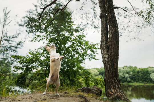 Playful Dog Jumping Near the Water Under a Tall Tree