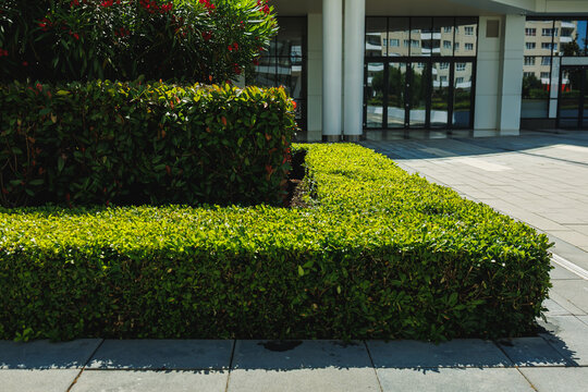 Green bushes form a clean, trimmed edge along a paved walkway near a modern building in bright daylight