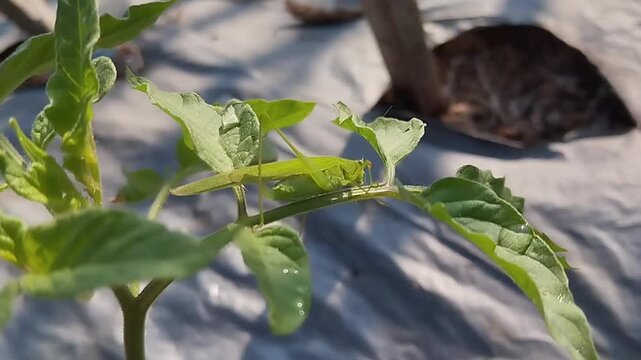 A green grasshopper perched on fresh green leaves in a garden, illuminated by natural sunlight.