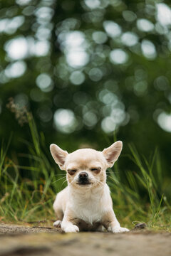 Relaxed Chihuahua Enjoying the Warmth of the Outdoors