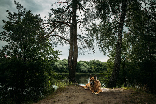 Majestic German Shepherd Relaxing by Tranquil Lakeside