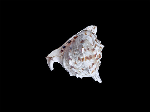Lambis lambis spider conch shell side view on black background, marine zoology specimen for tropical sea and beach trips